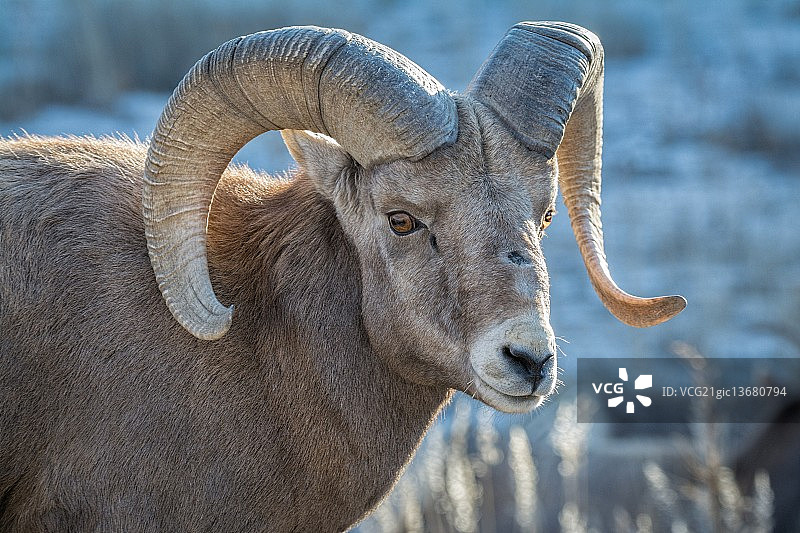 刀疤脸图片素材