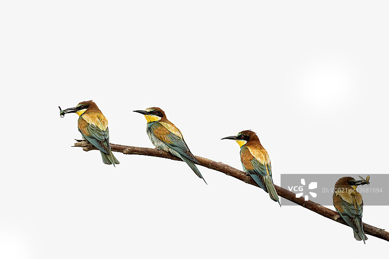 白色背景上的四图片素材