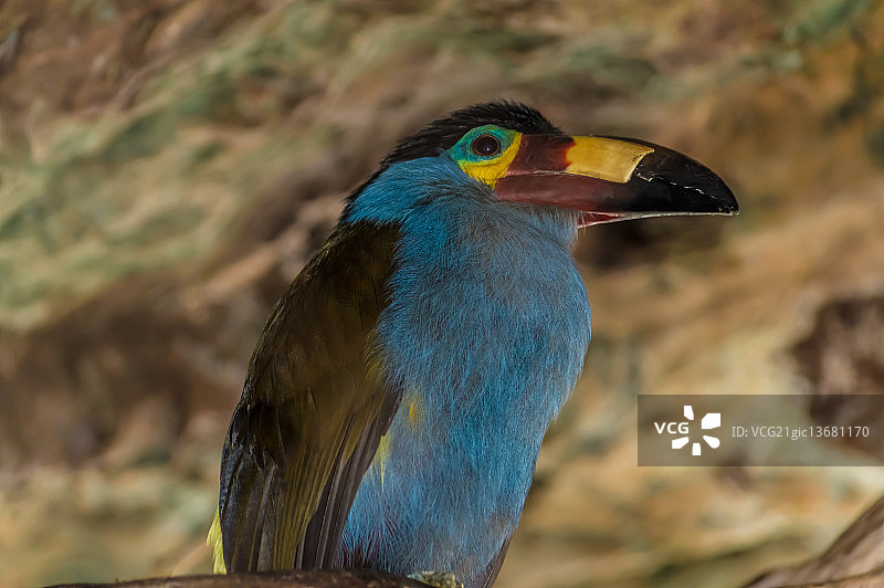 厚嘴巨嘴鸟图片素材