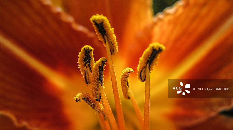 植物雌蕊图片素材