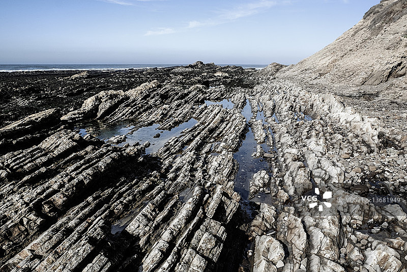 大白鲨图片素材