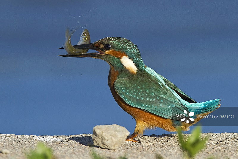 翠鸟（Alcedo athis）与鱼图片素材