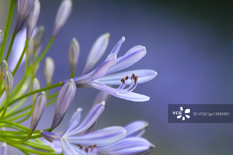 非洲百合图片素材