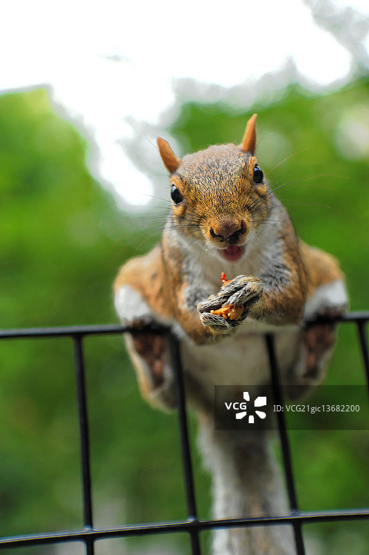 纽约麦迪逊广场公园的松鼠朋友图片素材