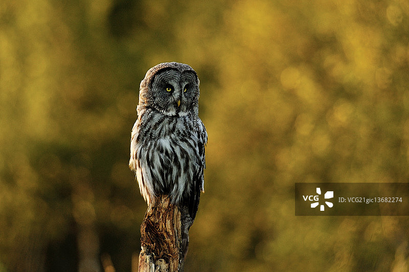 夏日傍晚的灰林鸮图片素材