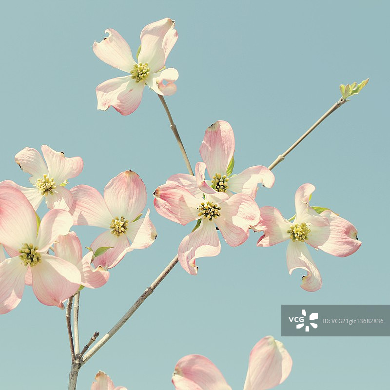 山茱萸图片素材