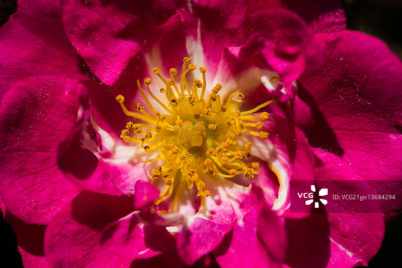 野生玫瑰花特写图片素材