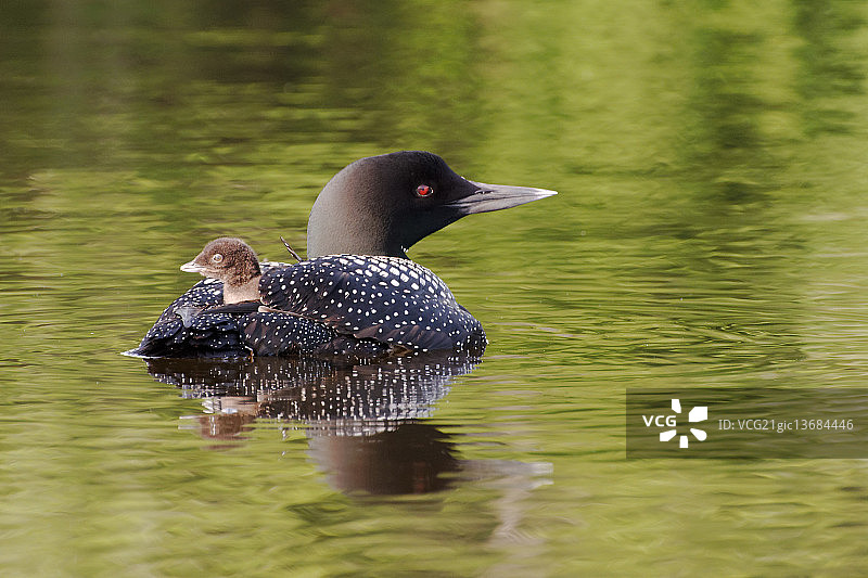 潜鸟一家图片素材