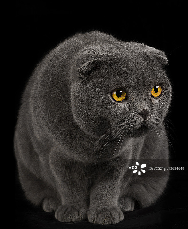 苏格兰折耳猫图片素材