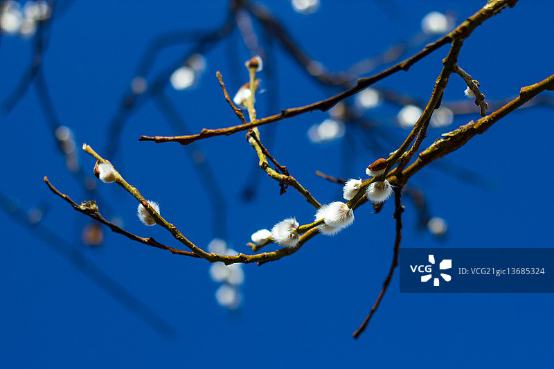 柳絮图片素材