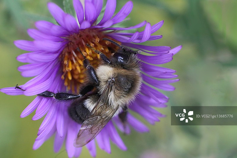 蜜蜂喜爱的翠菊图片素材