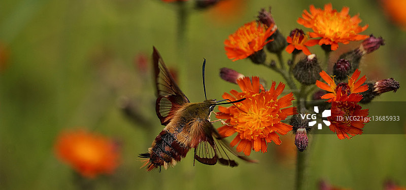 蜂鸟蛾图片素材