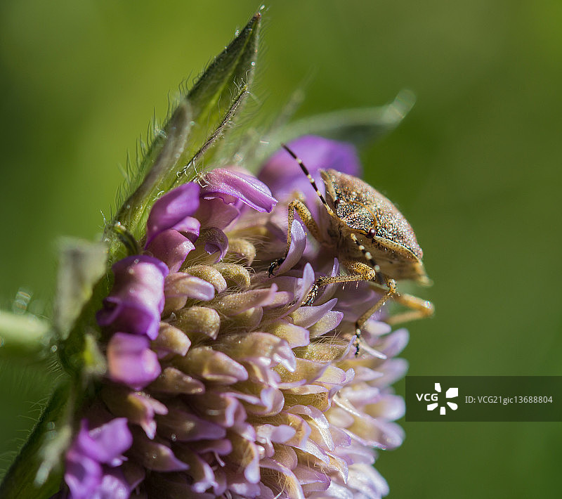 蓝盆花与朋友图片素材