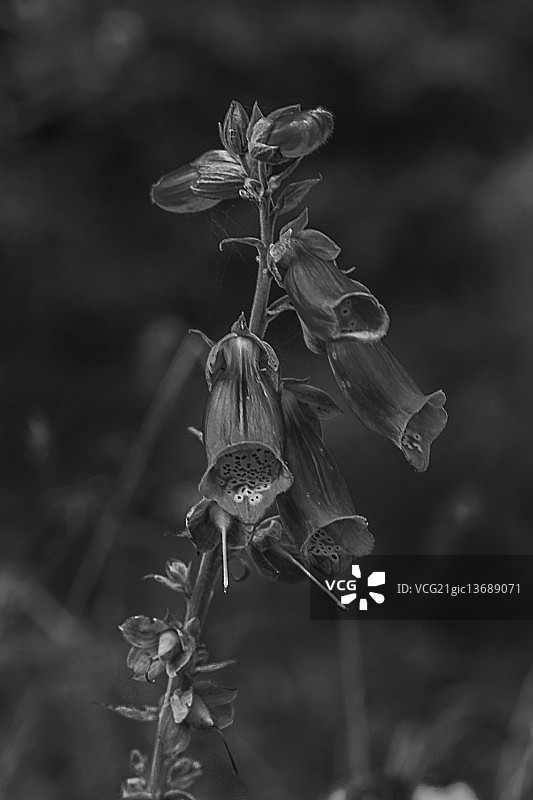 毛地黄图片素材