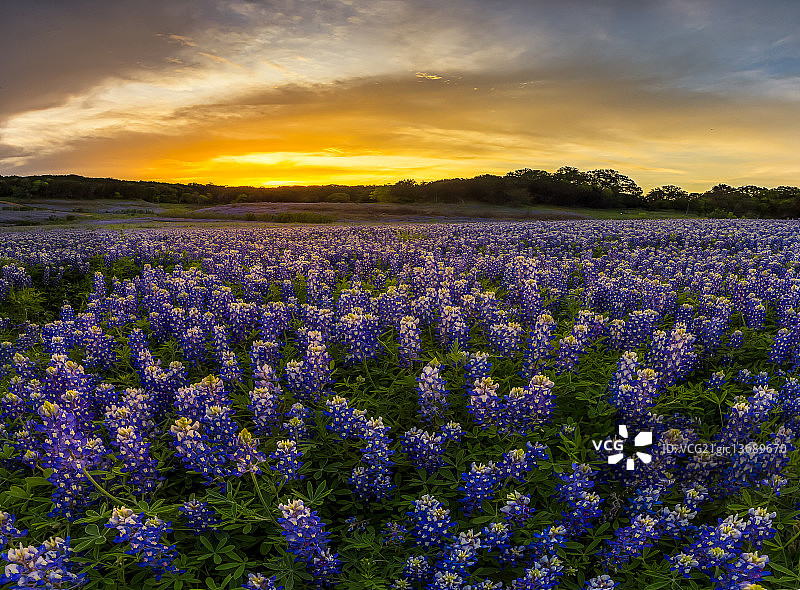 德克萨斯州的春日落图片素材