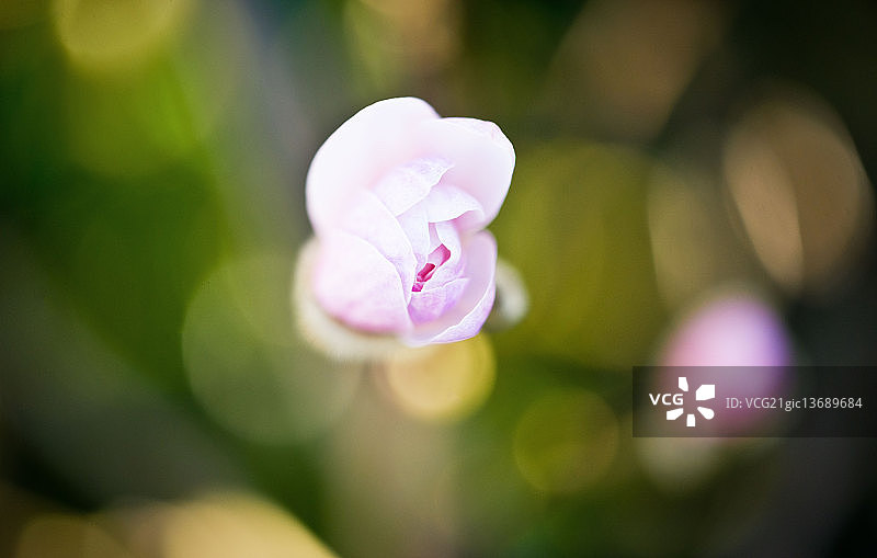 玉兰花图片素材