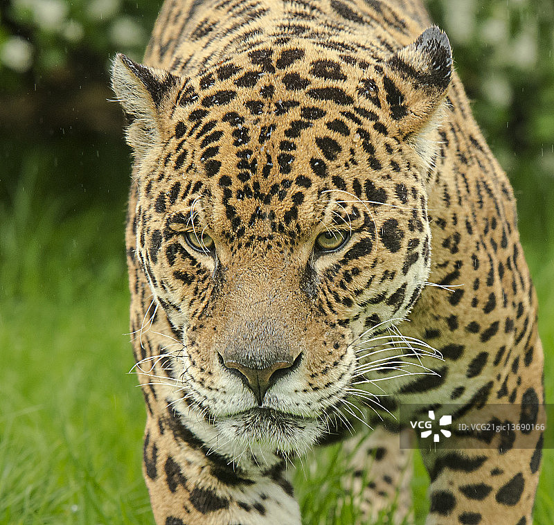 捷豹系列图片素材