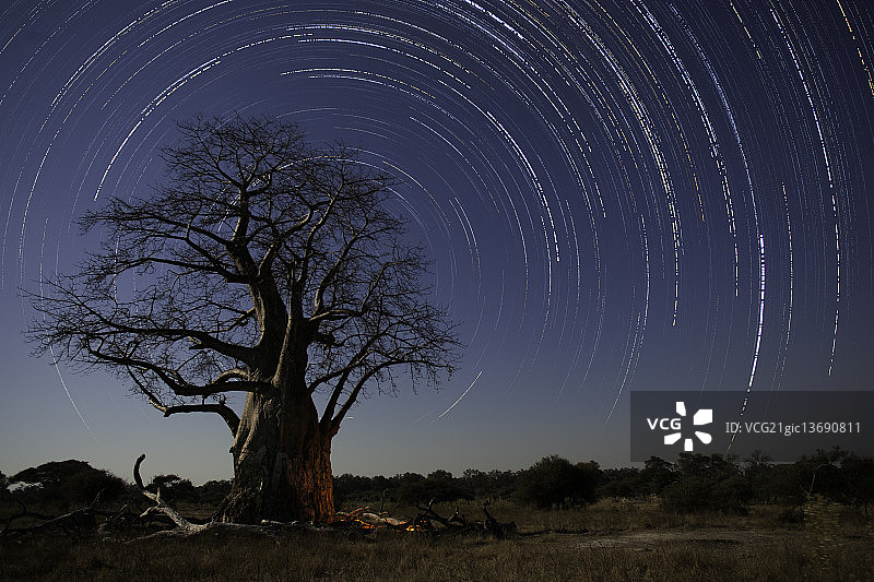 猴面包树的日食图片素材