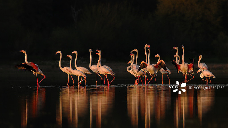 日落下的红鹳图片素材