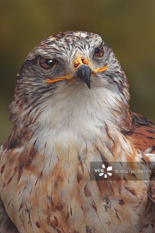 铁锈色鹰图片素材