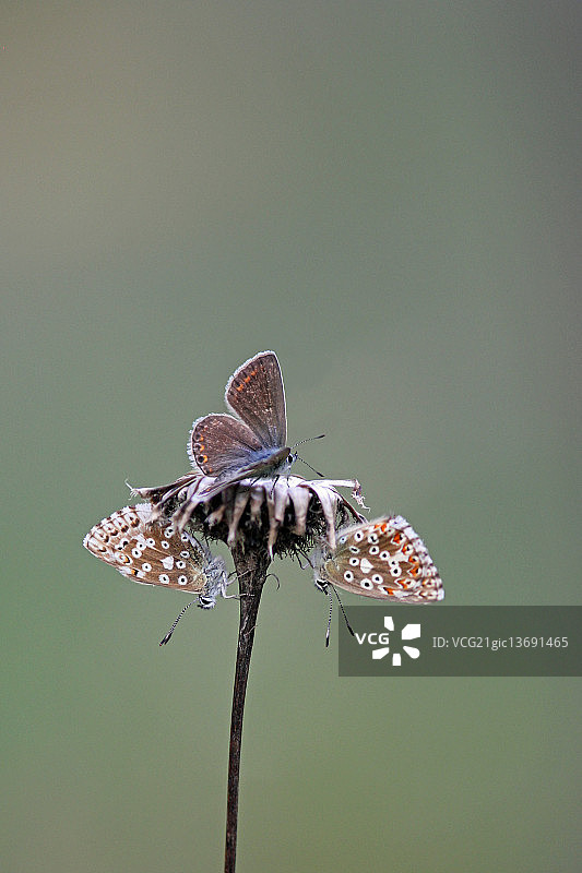 普通蓝蝴蝶（学名：Polyommatus icarus）图片素材