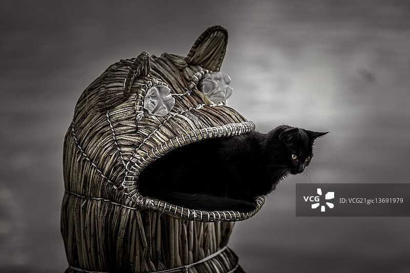 猫吃猫的世界图片素材