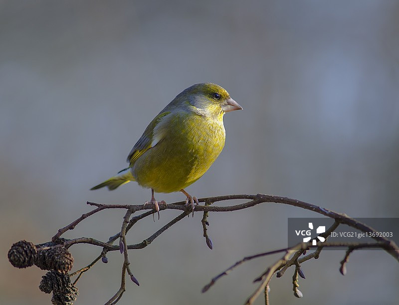 苍头燕雀栖息在桤木上图片素材