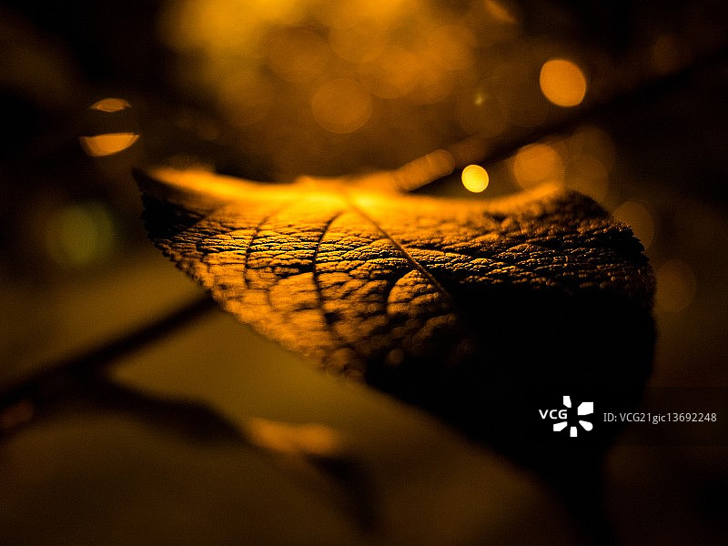 金色树叶图片素材