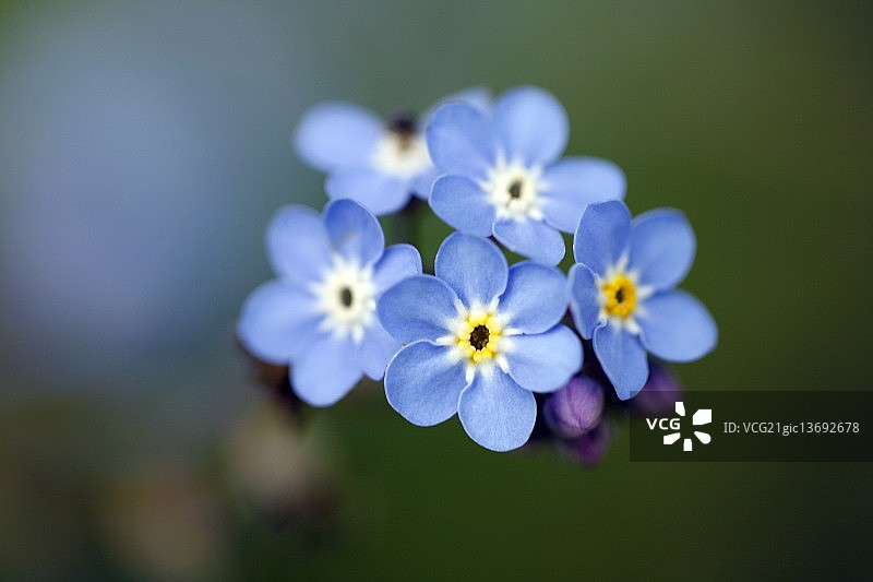 勿忘我图片素材