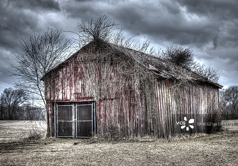 葡萄树图片素材