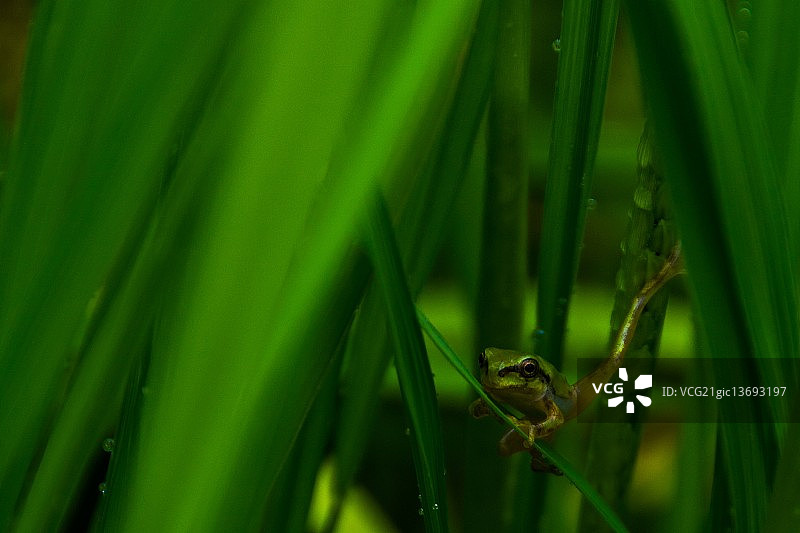稻田里的小绿蛙图片素材