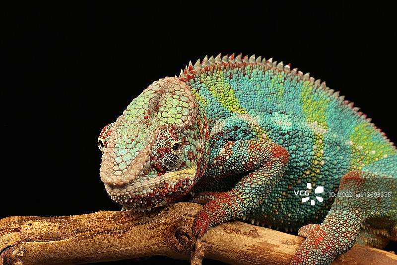 变色龙图片素材