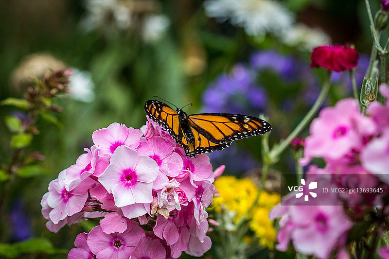 黑脉金斑蝶图片素材