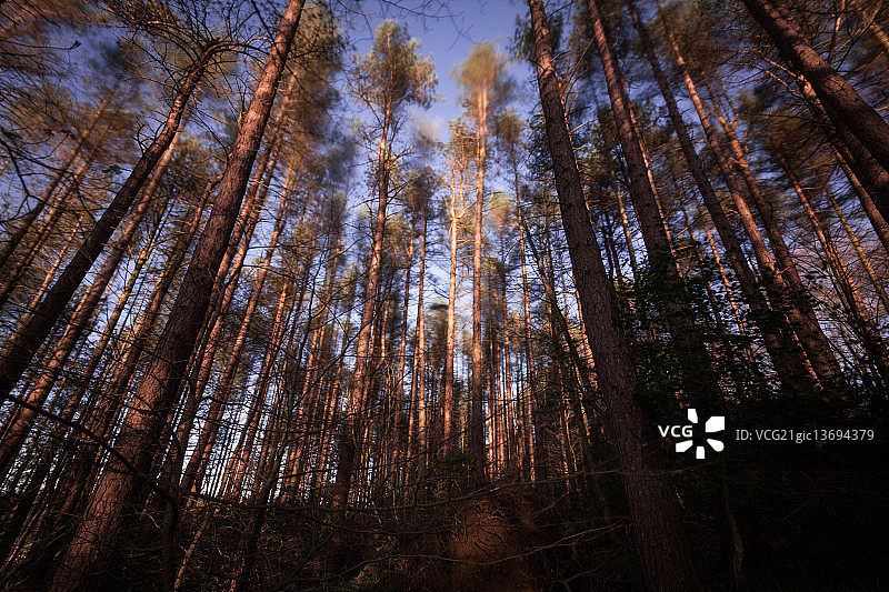 风中的森林（长曝光）图片素材