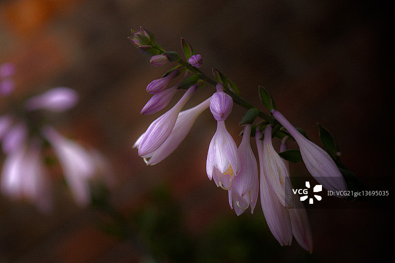 玉簪花之梦图片素材