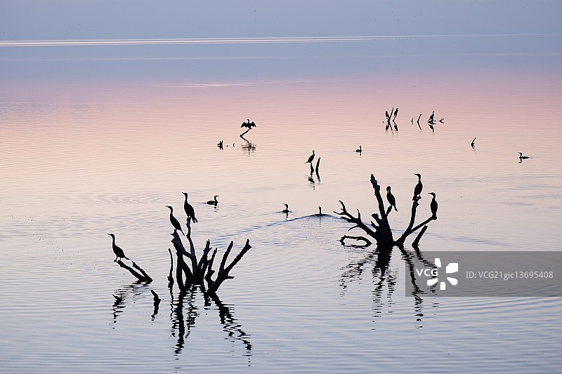 索尔顿海鸬鹚图片素材
