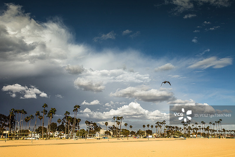 棕榈树下的长滩晴朗的一天图片素材