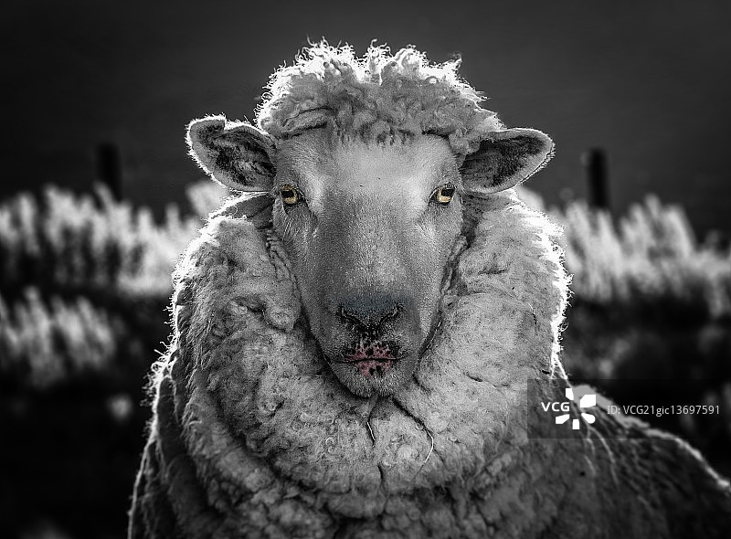 黑白绵羊图片素材