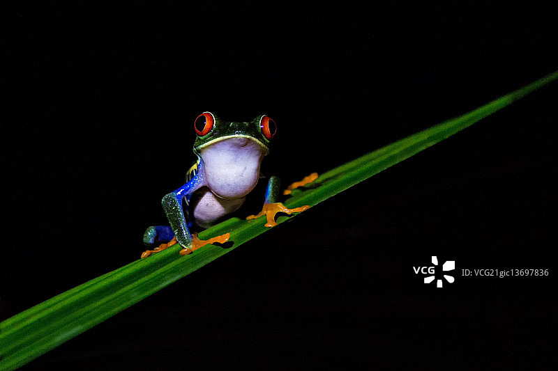 红眼树蛙图片素材