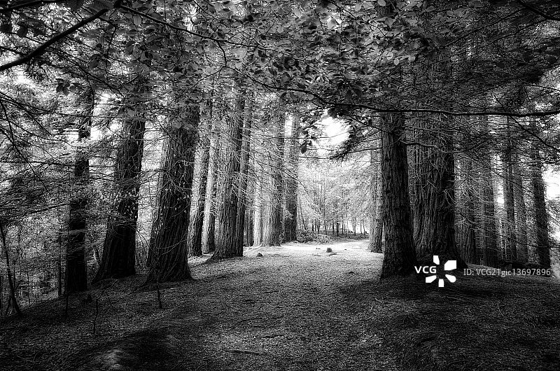 坎塔布里亚风景 III（红杉林）图片素材