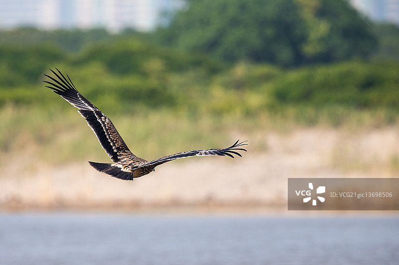 飞翔的亚洲皇 Eagle - 背面视角图片素材