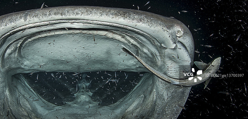 鲸鲨之梦图片素材