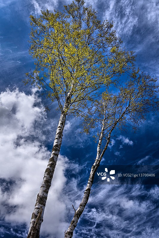 银桦树图片素材