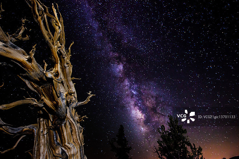 古老狐尾松下的银河图片素材