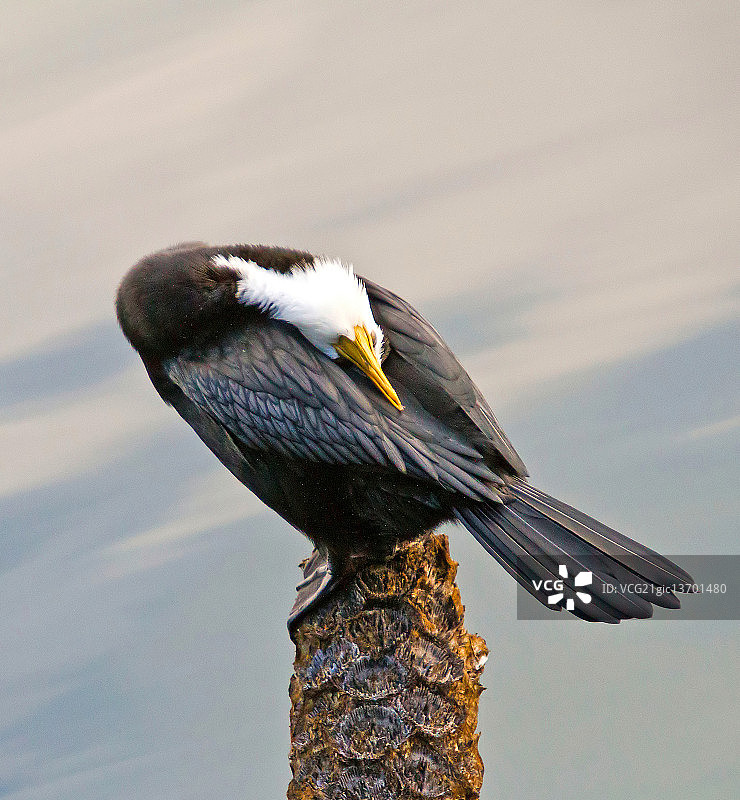 小斑鸬鹚01图片素材