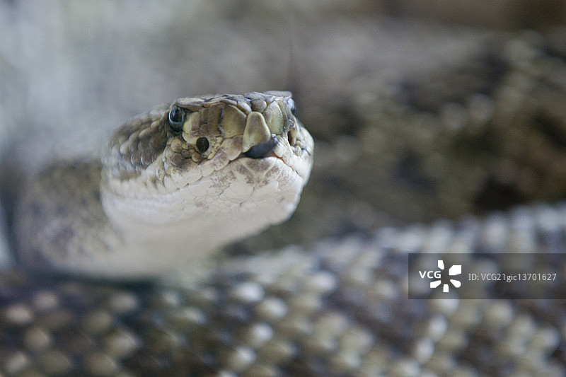 响尾蛇图片素材