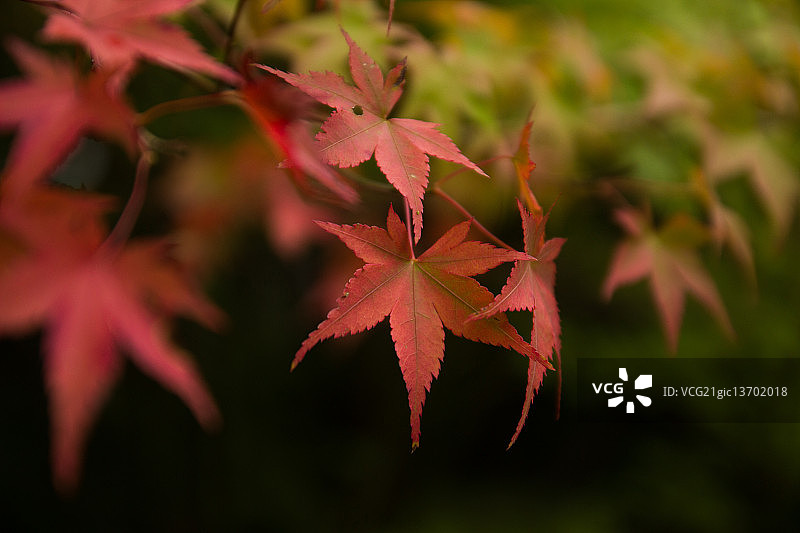 红枫图片素材