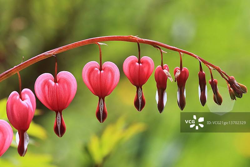 我们流血的心图片素材