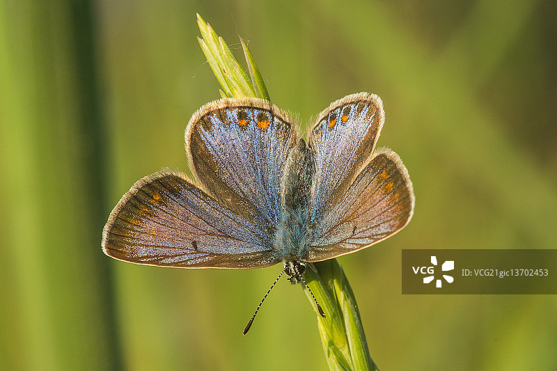 普通灰蝶图片素材
