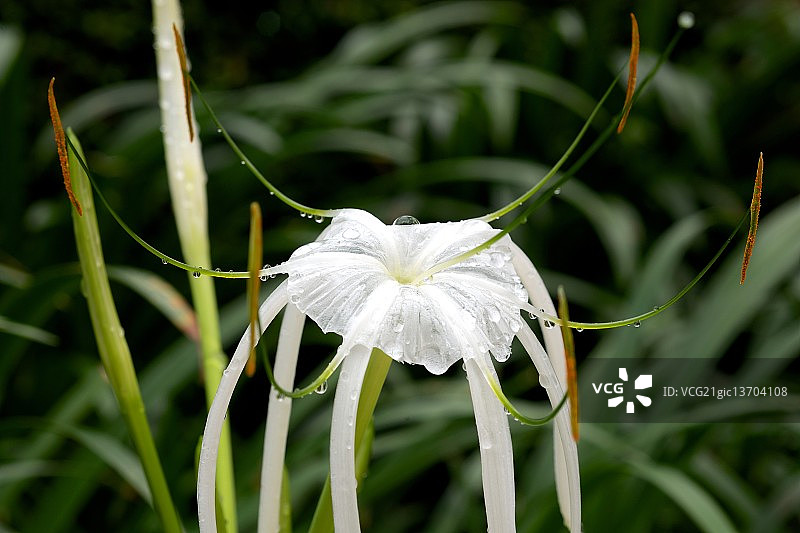 雨后的石蒜花图片素材